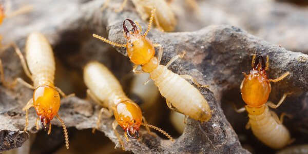 Termites